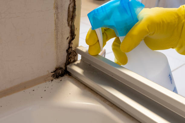 Best Mold Cleaning Services  in Freedom, CA