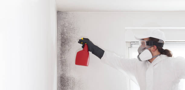 Trusted Freedom, CA Mold Removal Experts