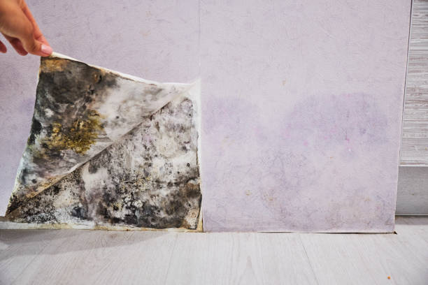 Best Black Mold Removal  in Freedom, CA